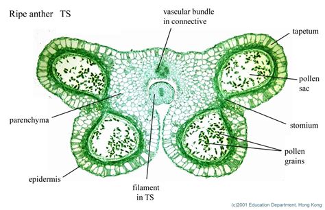 Reproductive structures