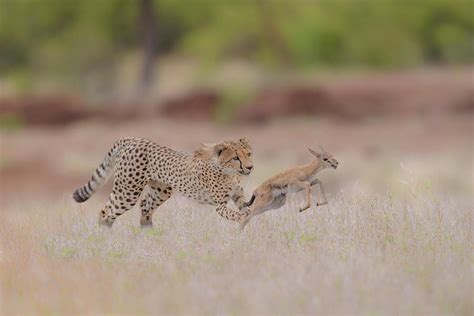 Cheetah hunting a gazelle Photograph by Ozkan Ozmen - Pixels