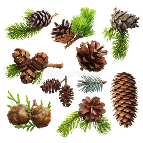 Set of Fir Evergreen Tree Branches and Cones Stock Photo - Image of ...