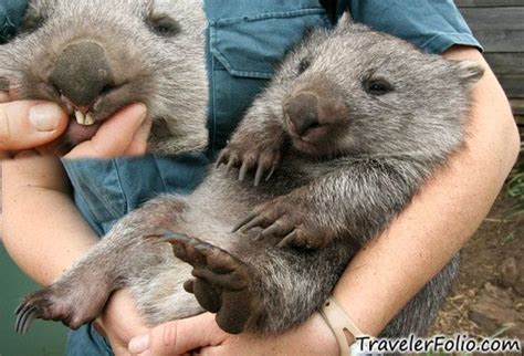 close-up of claws and teeth I Smile, Make Me Smile, Wombat, Cats And ...