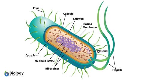 archaebacteria cell wall