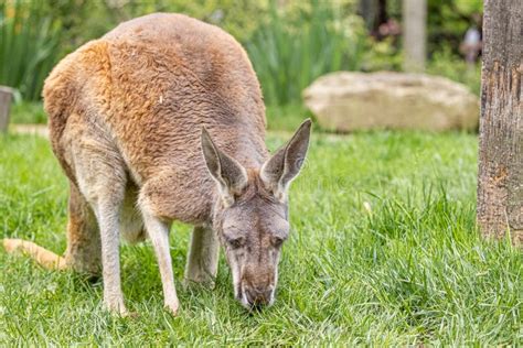 Kangaroo eating stock photo. Image of animals, pouch - 21146610