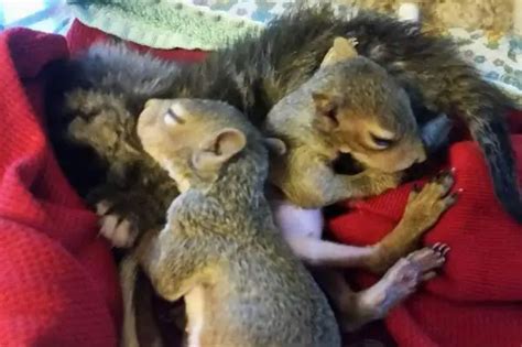 How to Take Care of a Baby Squirrel? | FeedingNature.com