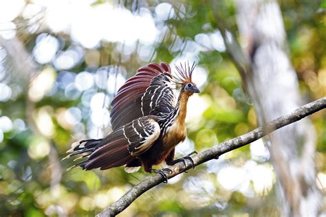 File:Hoatzin.jpg - Wikimedia Commons