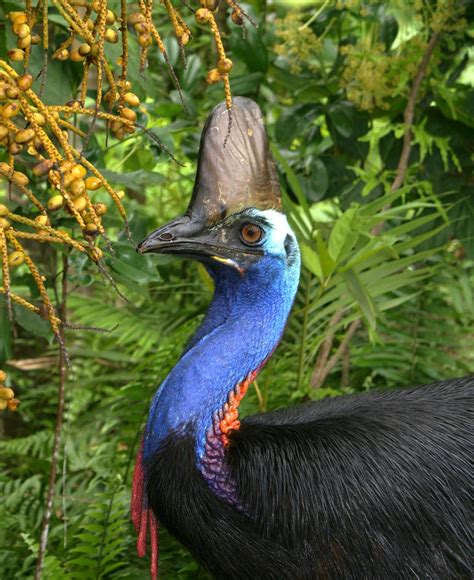 Cassowary numbers are in | Wet Tropics Management Authority