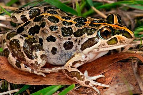 Spotted Marsh Frog | Biodiversity of the Western Volcanic Plains