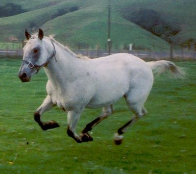 Few Spot Appaloosa stallion Blue Dove