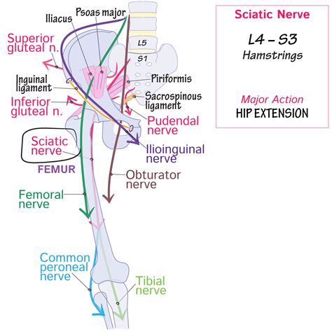 Gross Anatomy Glossary: Sciatic Nerve - Tibial | ditki medical ...