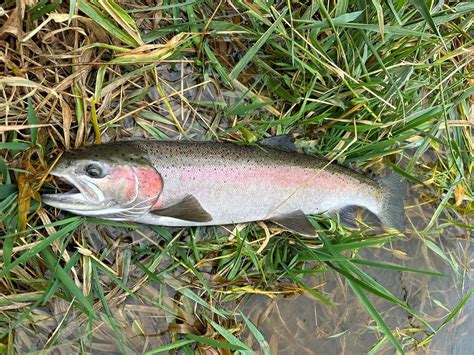 Fly Fishing Steelhead: A How To Guide - The Wading List