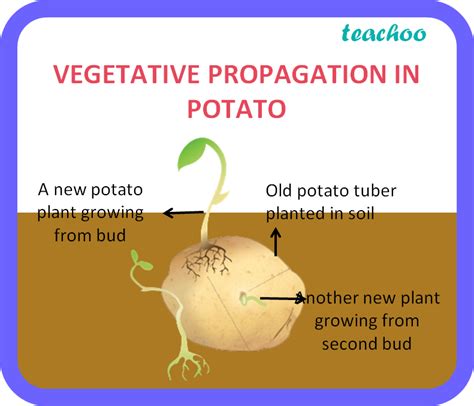 Vegetative Propagation | ubicaciondepersonas.cdmx.gob.mx