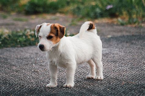 Cute jack russell terrier puppy in the yard by Dimitrije Tanaskovic ...