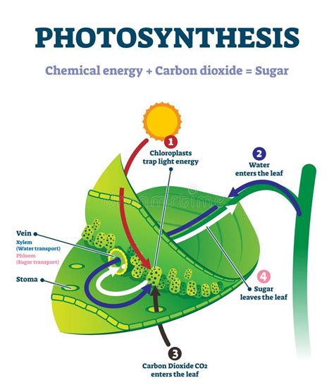 Photosynthesis Stock Illustrations – 11,606 Photosynthesis Stock ...