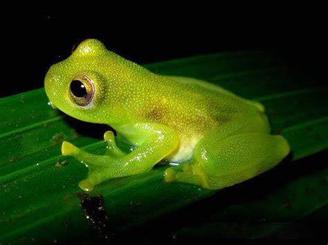 Glass Frogs | IAS Abhiyan