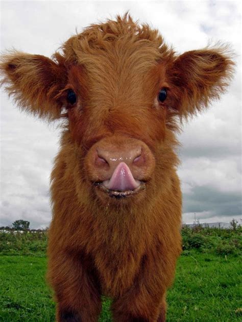 Adorable Highland Cattle Calves Are the World’s Cuddliest Little Cows