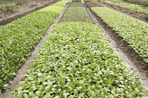 Vegetable field stock photo. Image of vegetable, food - 13316606