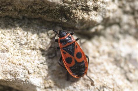 10 Stunning Red and Black Garden Bugs