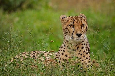 26 Captivating Facts about Cheetahs - Fact City