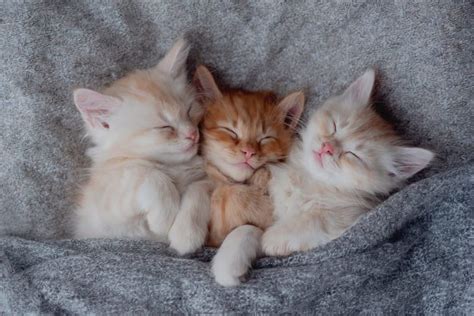 Newborn Kittens: When Do Kittens Open Their Eyes? | Los Angeles County Vets