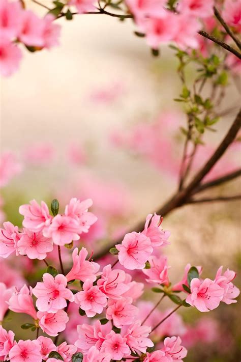 Spring Flowers iPhone Wallpaper HD | Azalea flower, Flower backgrounds ...