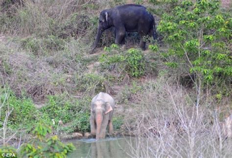 Rare albino elephant spotted among herd in Thailand national park ...