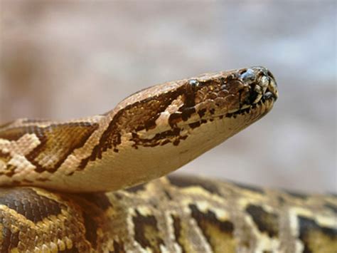 Black mamba venom may be powerful painkiller - CBS News