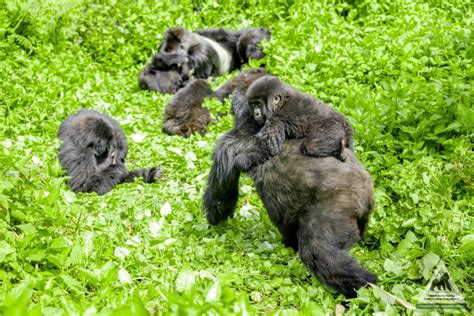 How Secure is the Future for Mountain Gorillas? | International Gorilla ...