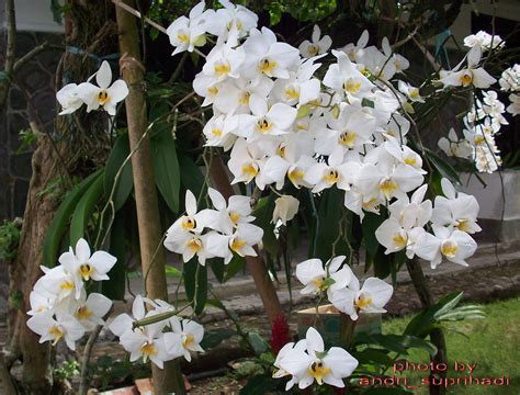 anggrek bulan putih (phalaenopsis amabilis - white) | Flickr