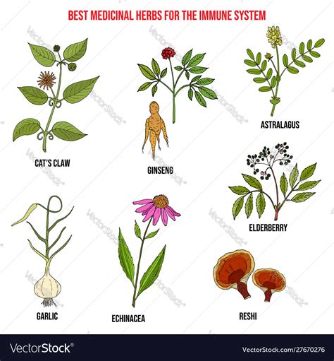 Best medicinal herbs for immune system Royalty Free Vector