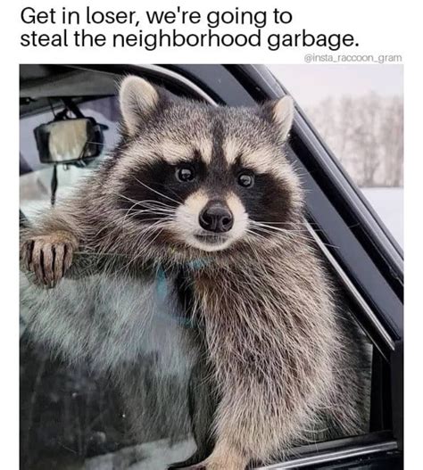 Raccoon Meme Template