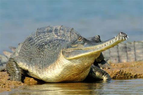 Top 5 differences between Crocodile, Alligator and Gharial