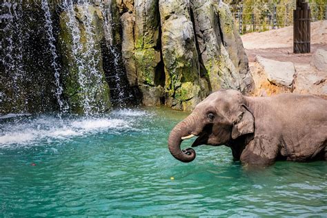 A Guide to Zoos in Dallas-Fort Worth - DFWChild