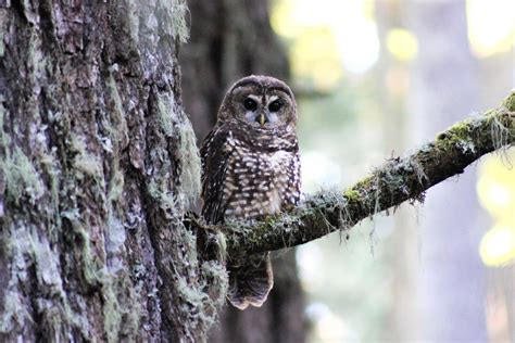 Old-growth forest may provide valuable biodiversity refuge in areas at ...