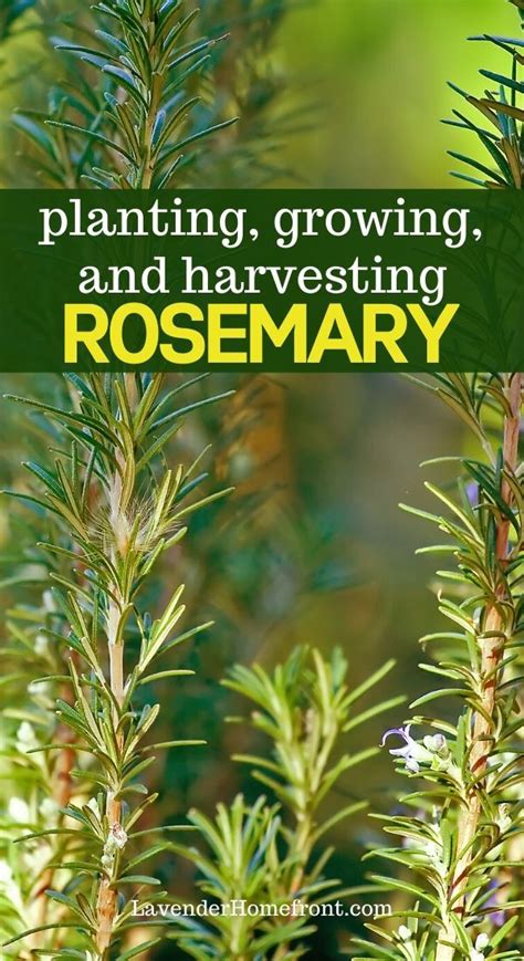 How to Grow and Harvest Rosemary | Diy herb garden, Gardening for ...