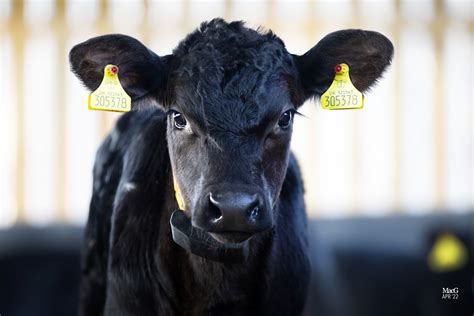 Aberdeen-Angus can offer dual premium to dairy farmers - Aberdeen-Angus ...