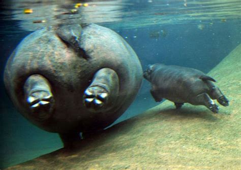 Berlin Zoo's baby hippopotamus | Environment | The Guardian