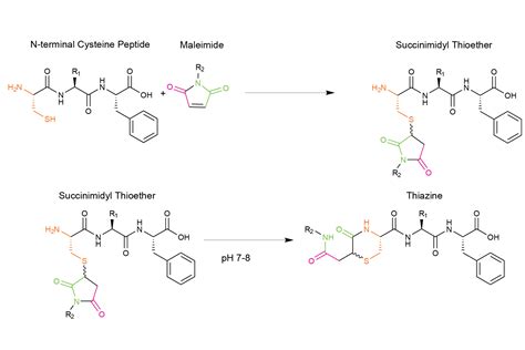 The thiol-maleimide reaction downside