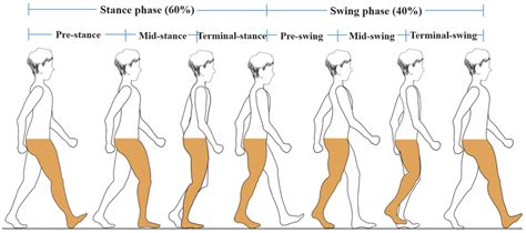 Six phases of human gait cycle. | Download Scientific Diagram