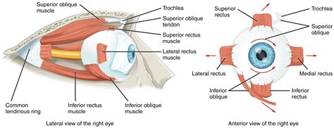 Anatomy, Head and Neck, Eye Muscles Article