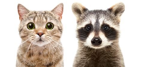 Raccoon Completely Ignoring Furious Indoor Cat Delights Internet - Newsweek