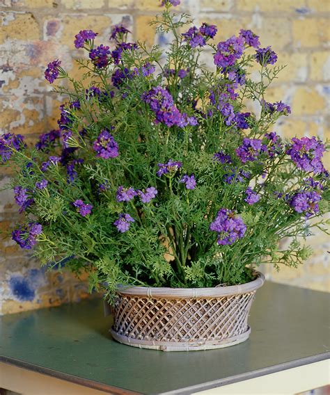 The best drought-resistant plants for the garden – Drought-resistant ...