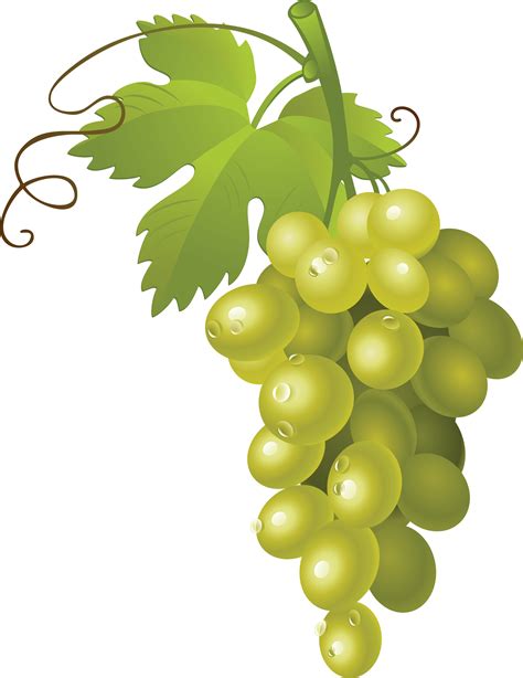 Grapes PNG Image - PurePNG | Free transparent CC0 PNG Image Library