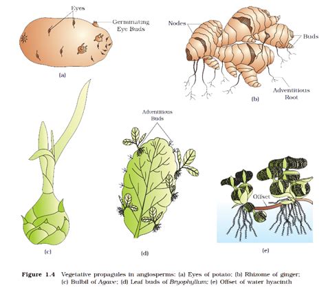 3 Types of Asexual Reproduction in Plants - ShirleyzebKing