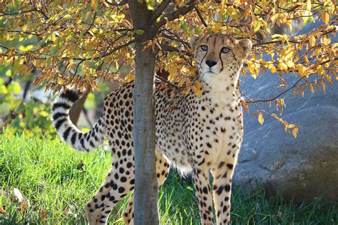 Changes Coming to Cheetah Habitat at the Maryland Zoo | The Maryland Zoo