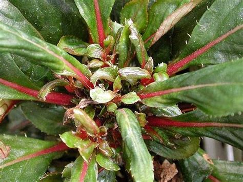 Cyclamen Mite in the Greenhouse | Entomology