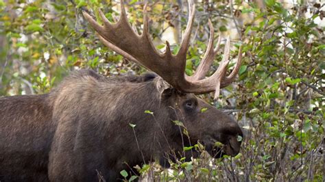 Why Do Moose Have Antlers? - From Decoration to Weaponry