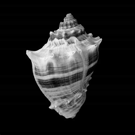 Best Sea Shells Black And White Stock Photos, Pictures & Royalty-Free ...