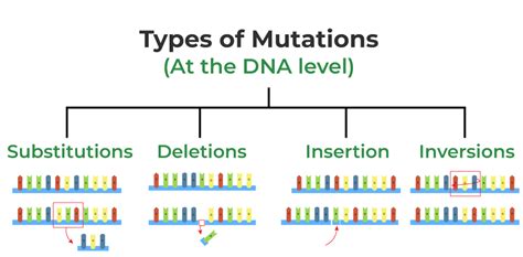 What Are Some Examples Of Gene Mutations: A Comprehensive Guide