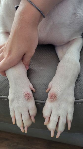 Red bumps on dog paws - Vet Help Direct