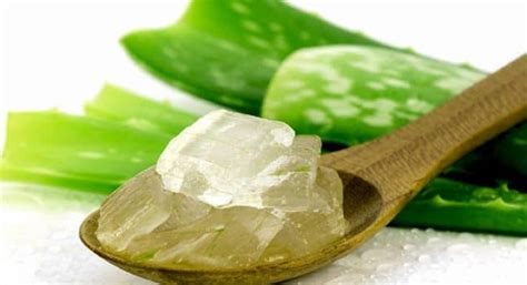 Aloe Vera for Acne – How the Miracle Plant Helps With Pimples