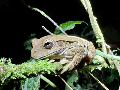 Traveler Photos of Wildlife Luxury Adventure in Arenal & the Osa ...